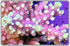 TriColor Acro